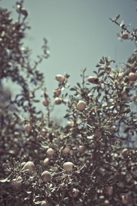 Australian Organic Directory